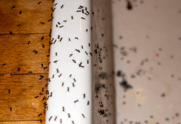 Newport, TN Pest Control Company