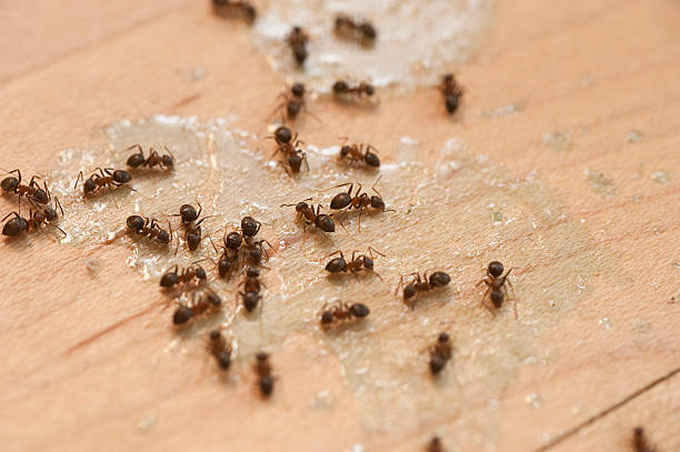 Insect Control in Newport, TN