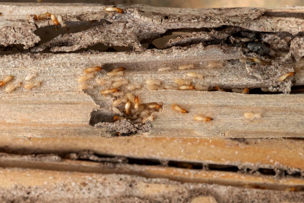Best Mosquito Control Services  in Newport, TN